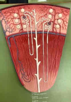 <p>Renal Pyramids</p>