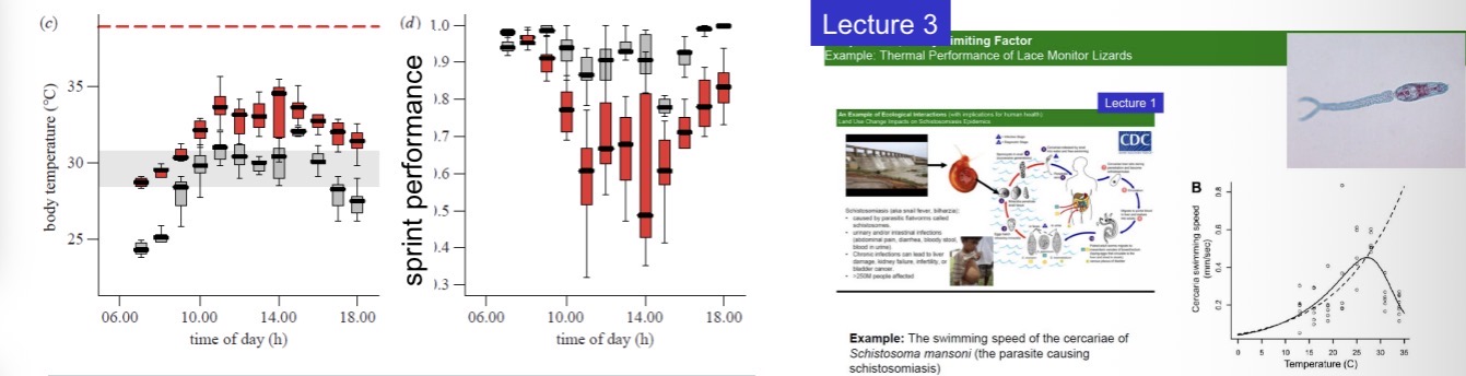 <ul><li><p>Ectotherm physiology and performance are directly impacted by temperature.</p></li><li><p>Example: Lizard body temperatures and sprint velocities under normal temperatures (grey) and in a warmer climate (red). The shaded area corresponds to optimal temperatures, the red line to lethal temperatures.</p></li><li><p>Example: Swimming velocity of the cercariae of Schistosoma mansoni</p></li></ul><p></p>