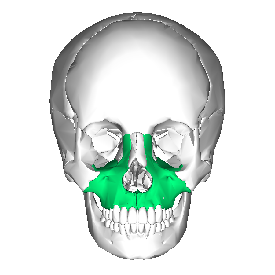 <p>Which bone of the skull is this?</p>