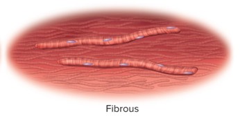 <p>Fibrous</p>