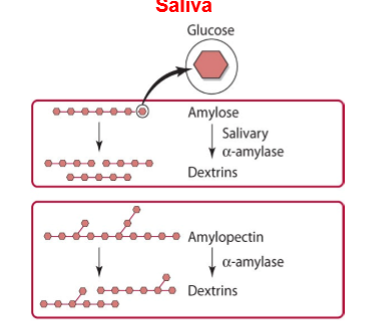 <p>amylose -(salivary alpha amylase hydrolyzes alpha 1,4 glycosidic bonds in amylose)→ dextrins. amylopectin -(salivary alpha amylase hydrolyzes alpha 1,4 glycosidic bonds in amylopectin)→ dextrins</p>