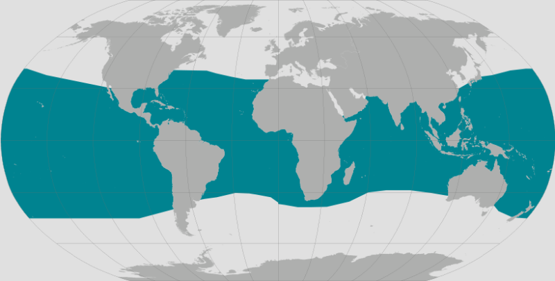<p>Bryde's whale<br>(<em>Balaenoptera brydei)</em><br>all oceans from 40° south to 40° north<br>Largest:&nbsp;14.95&nbsp;m<br>-Three prominent ridges in front of their blowhole<br>-bodies are sleek, and their flippers are slender and pointed<br>-V-shaped or straight rostrum<br>-dorsal fin slightly curved or hooked, positioned far down the back<br>-<span>often exhale underwater</span></p>