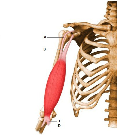 Origin ─ Short head: tip of coracoid process of scapulaLong head: supraglenoid tubercle of scapula
Insertion ─ radial tuberosity of the radius