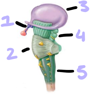 <p>identify these sections of the brainstem</p>