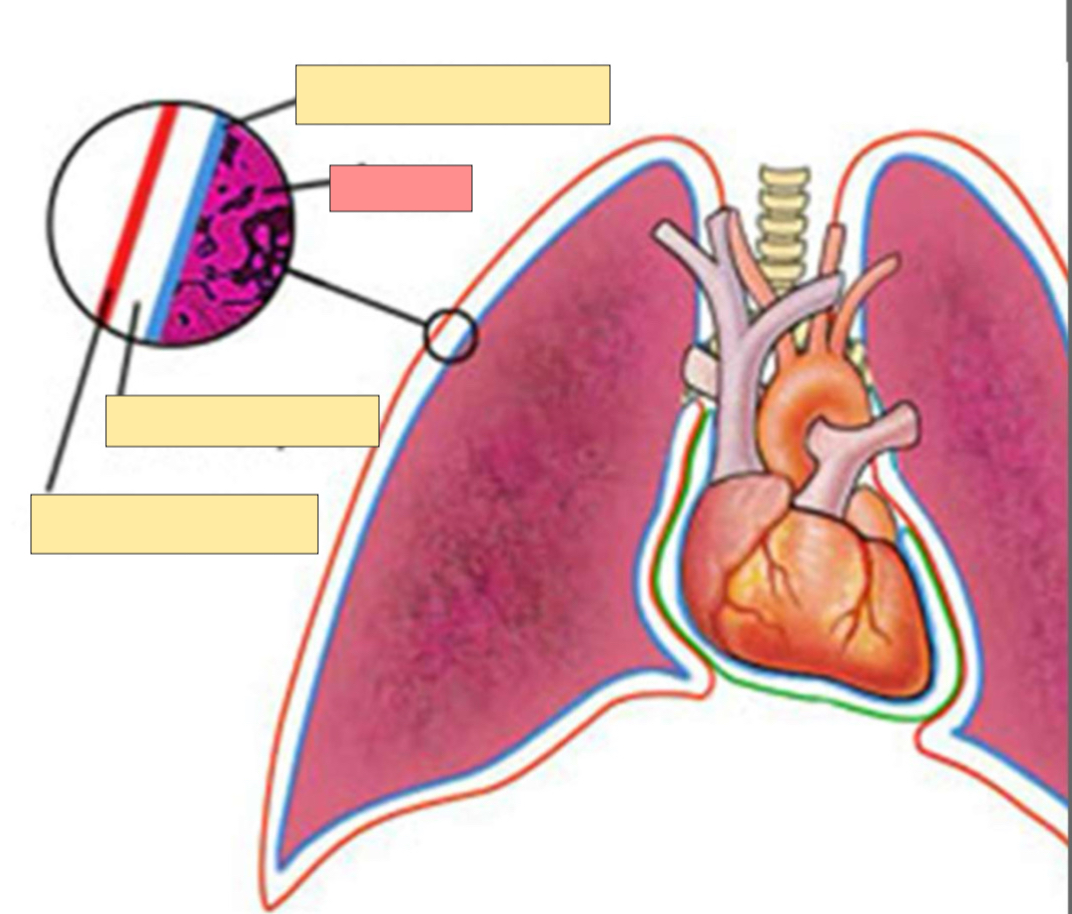 <p>What organ is this? </p>