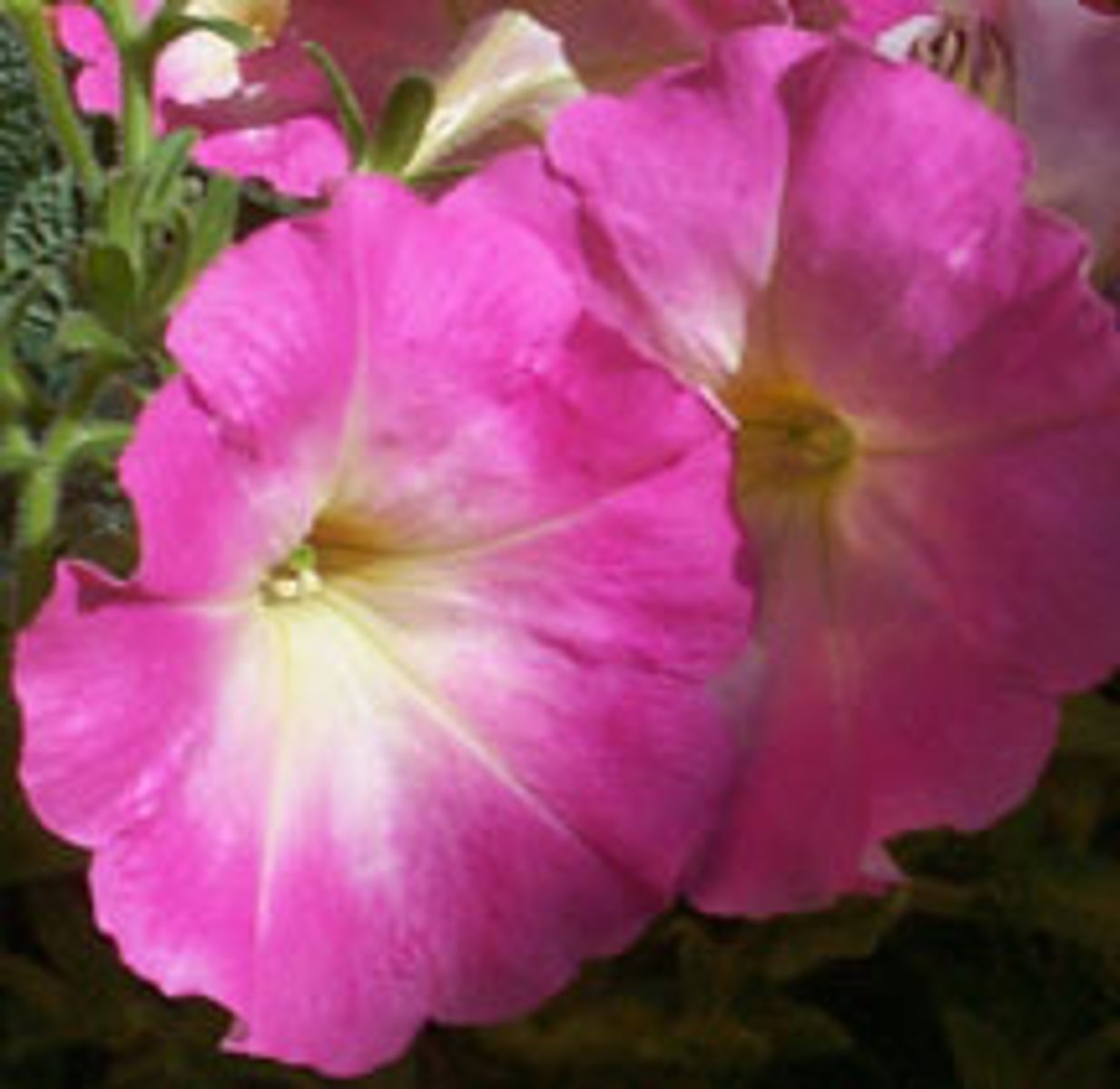 <p>Includes Flowering Plants.</p>