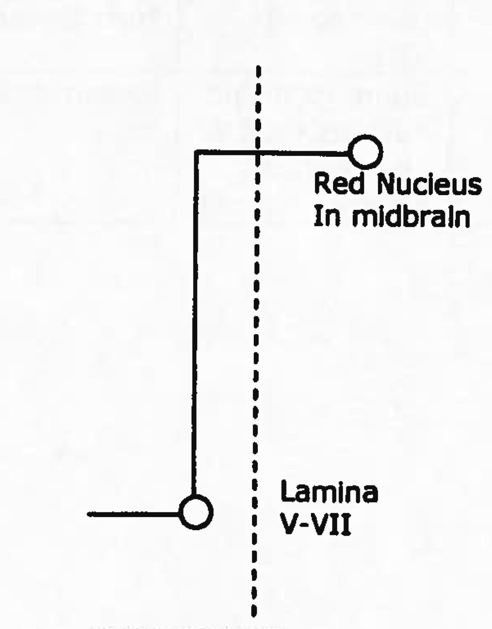 <p>Name tract</p><p>Ascending or descending?</p>
