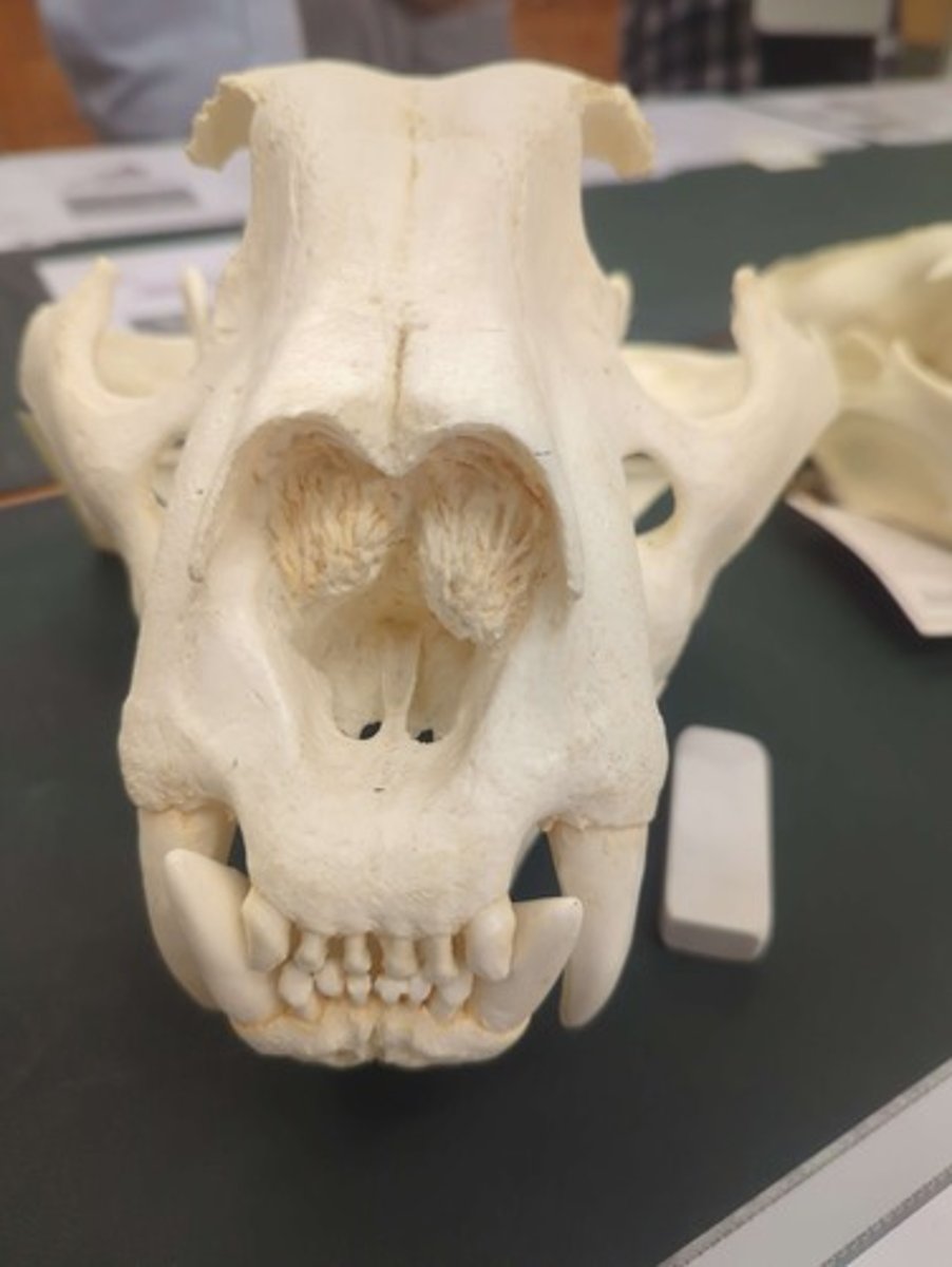 <p>What animal is this? Answer with "Skull" after animal name.</p>