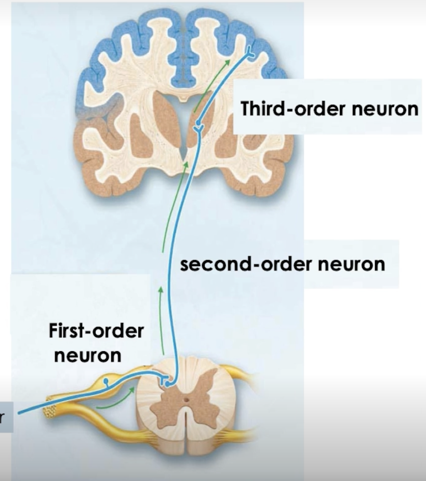 <p>Connect receptors to brain </p><ul><li><p>Conduct general sensory input </p></li></ul><p>Relay of neurons:</p><ul><li><p>First-order - sensory input from receptors → posterior gray horns</p><ul><li><p>synapses with second-order, within sensory nucleus</p></li></ul></li><li><p>Second-order -  sends sensory input to designated area of brain</p><ul><li><p>ascends through spinal cord tracts</p></li><li><p>synapses with third-order, within region of brain</p></li></ul></li><li><p>Third-order</p><ul><li><p>sensory input to designated cortex of the area of the brain</p></li></ul></li></ul><p></p>