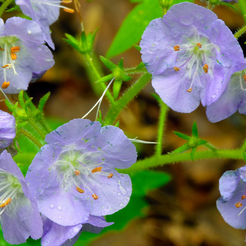 <p>A flowering annual herb with coiled purple flowers and deeply lobed leaves. It often blooms in late spring to early summer and is commonly found in disturbed areas and along roadsides. </p>