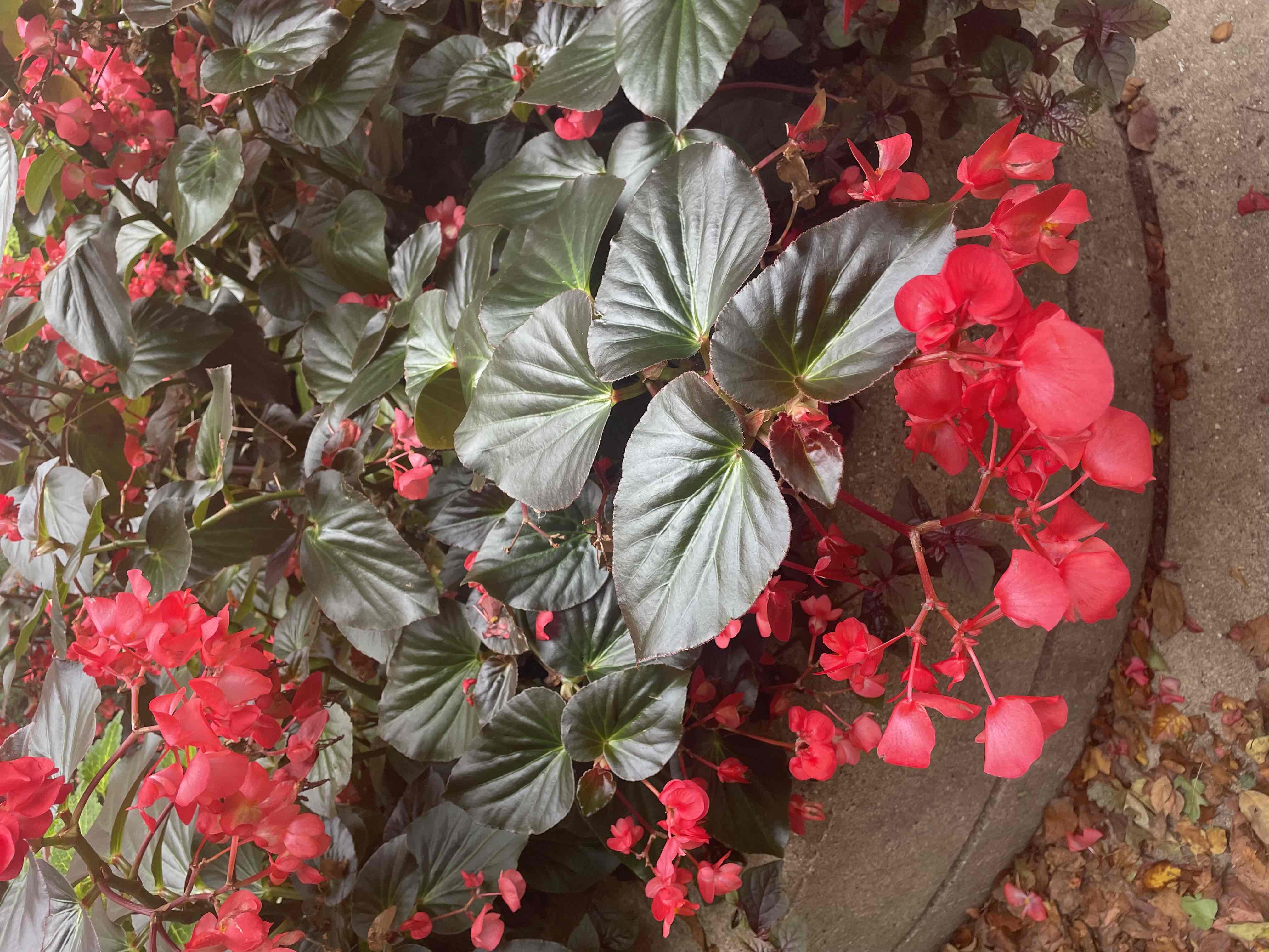 <p>Begonia benaratensis</p>