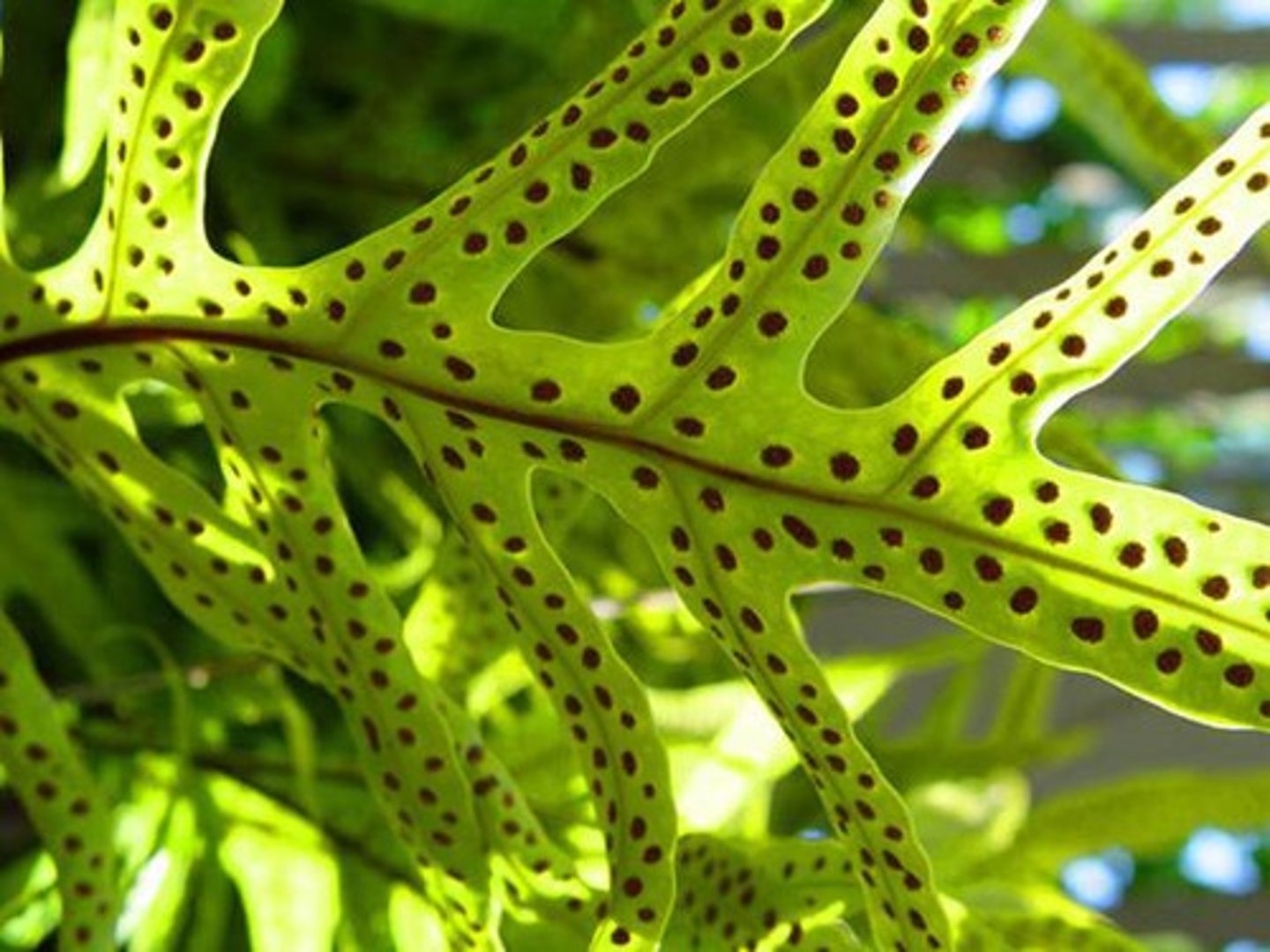 <p>clusters of sporangia on underside of sporophylls</p>