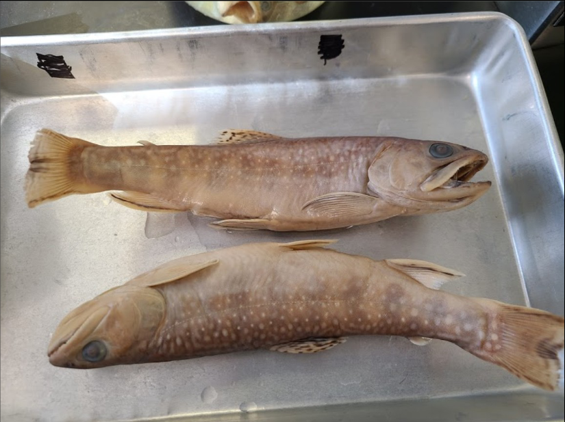 <p>What is the taxonomy, common name, and scientific name of this fish</p>