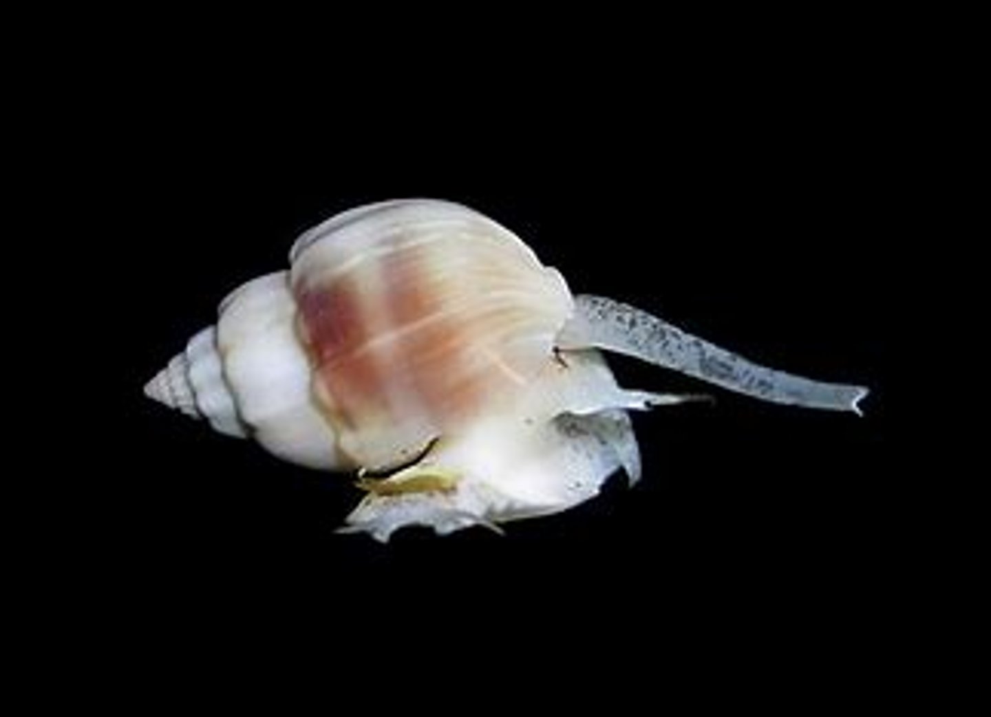 <p>In gastropods, gas exchange ALWAYS involved the mantle cavity. Primitive gastropods had tow gills; modern gastropods have lost one gill due to shell coiling. Some gastropods have a modified, rolled extension of the mantle called a ______.</p>