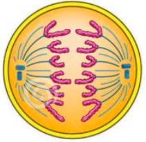 <ul><li><p>centromeres split</p></li><li><p>spindle microtubules attached to centromers shorten &amp; drag chromatids to oppsosite ends of the cell</p></li></ul>