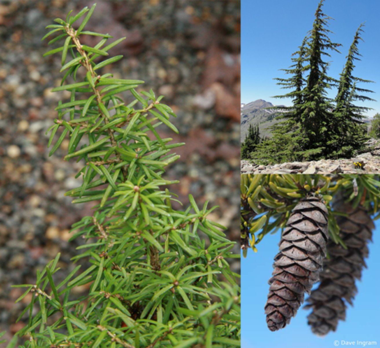<p>- hemlock</p><p>- needles: singles, uniform length, spiraled, dark green on both sides with faint lines of white dots.</p><p>- cones: oblong, papery</p>