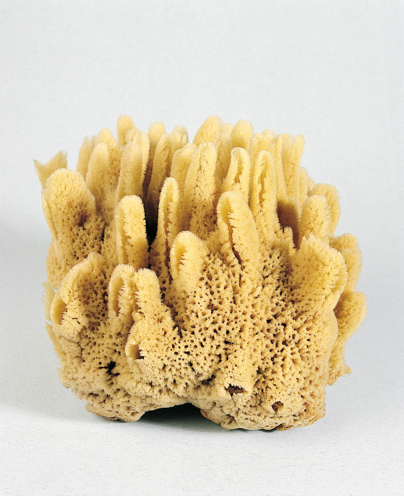 <p>any color and any shape - always have ‘squishy-spongy’ look. some have big pores some have smaller</p>
