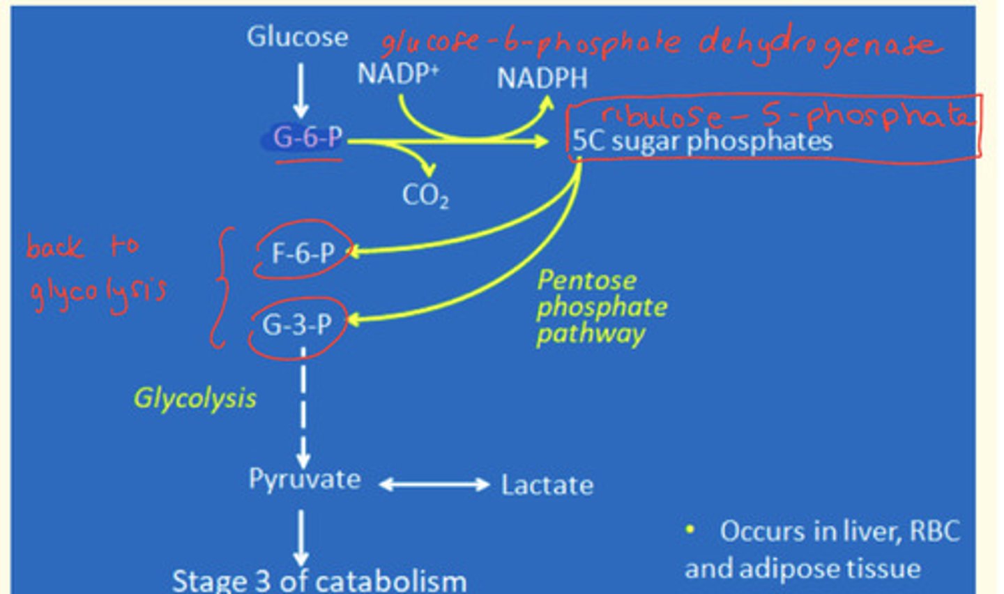 <p>- Production of NADPH+ and H+ (reducing power) = used in fatty acid synthesis in the liver, adipose tissue, lactating mammary glands. This also maintains a REDUCED state of GLUTATHIONE (GSH)</p><p>- Production of intermediates for glycolysis (fructose-6-phosphate; glyceraldehyde-3-phosphate)</p><p>- Production of C5 sugars for nucleotides in the nucleic acid synthesis (e.g. higher activity in dividing tissues like bone marrow)</p>