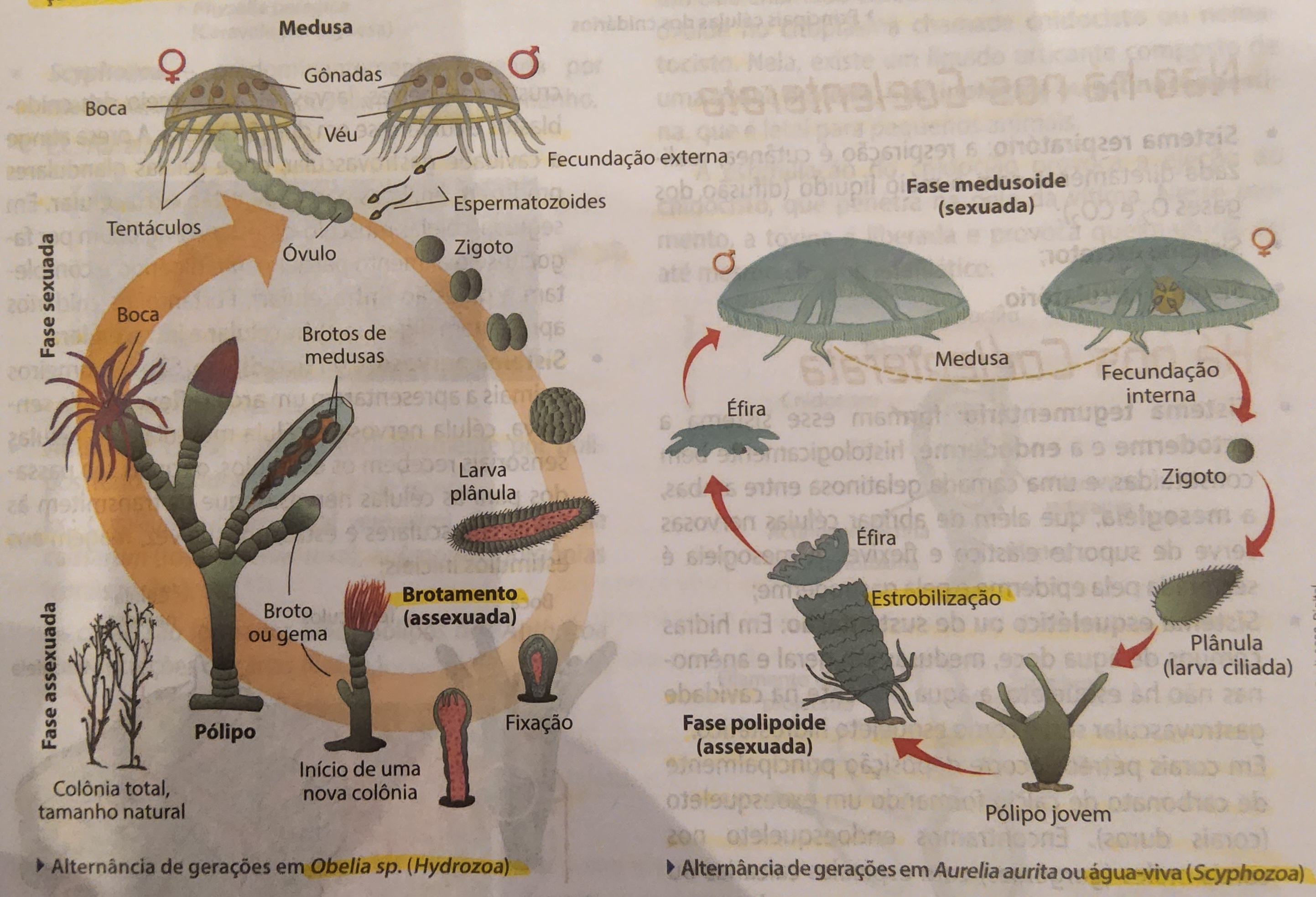 <ul><li><p>alternância de gerações</p></li><li><p>o animal realiza reprodução assexuada (pólipos) e sexuada (medusas)</p></li></ul>