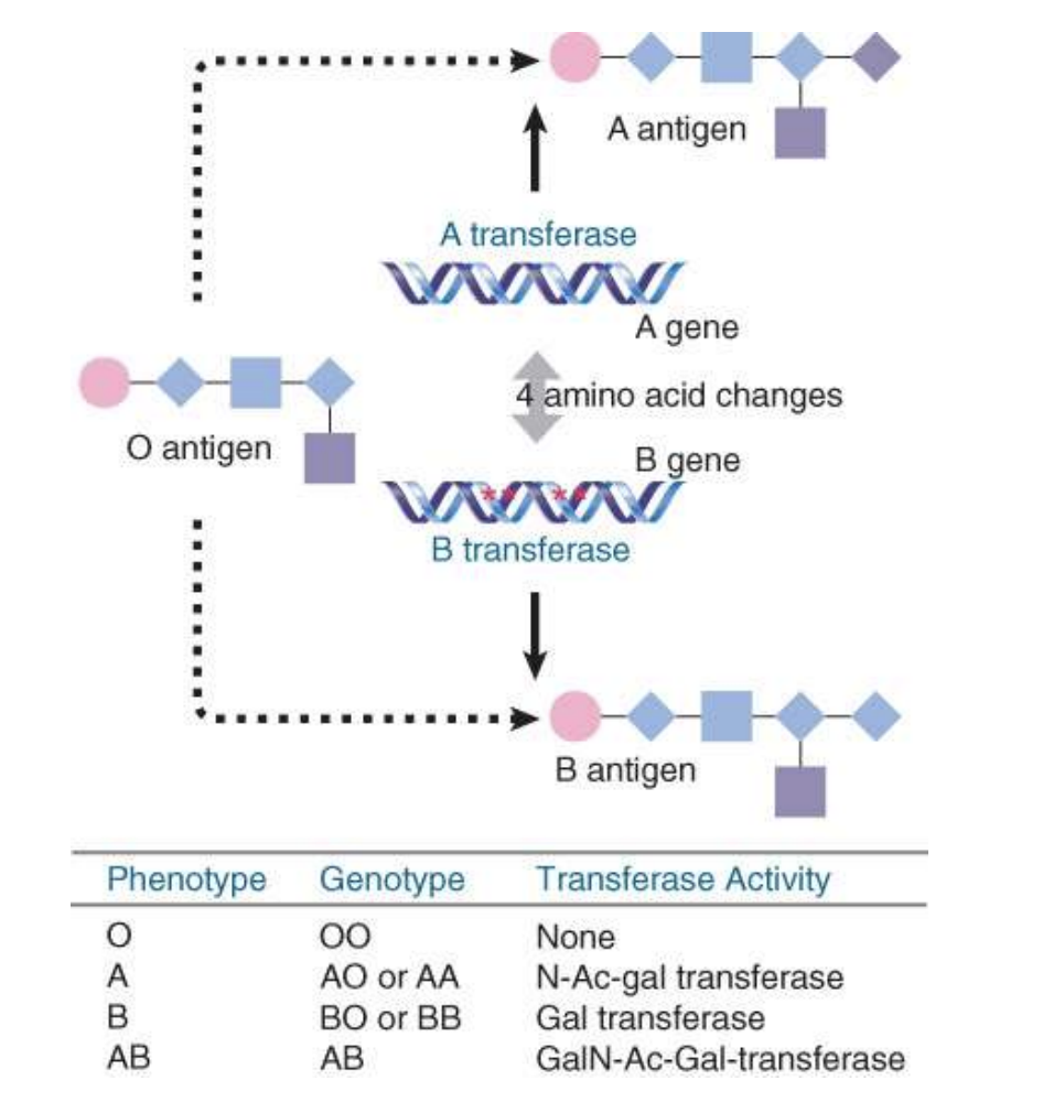 <p>when a locus has a distribution of alleles where no individual allele can be considered to be the sole wild type</p><ul><li><p>codominance/both alleles ae expressed</p></li></ul><ul><li><p>i.e. ABO human blood group locus encodes a galactosyltransferase whose specificity determines the blood group</p><ul><li><p>inheriting two A alleles (AA) or one A one O (AO): blood type A, expressing the A antigen on their red blood cells</p></li><li><p>inheriting two B alleles (BB) or one B one O (BO): blood type B, expressing the B antigen</p></li><li><p>inheriting A allele and one B allele (AB): blood type AB, expressing both A and B antigens</p></li><li><p>if they inheriting two O alleles (OO): blood type O, which does not express A or B antigens</p></li></ul></li></ul>