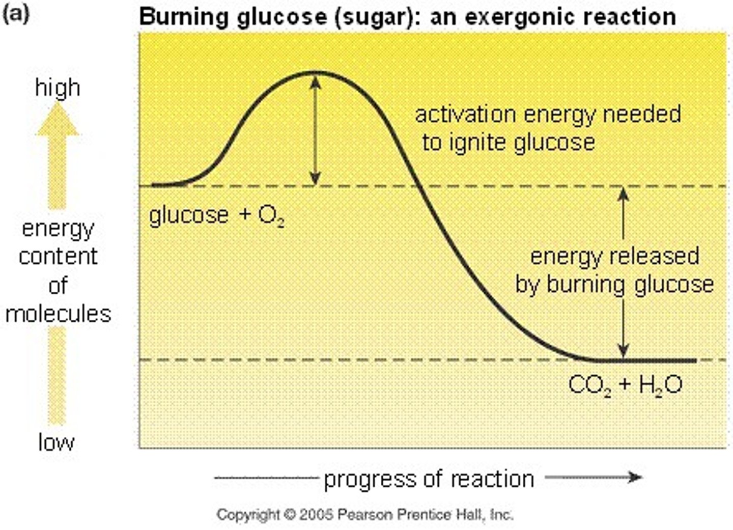 <p>A spontaneous chemical reaction in which there is a net release of free energy.</p>