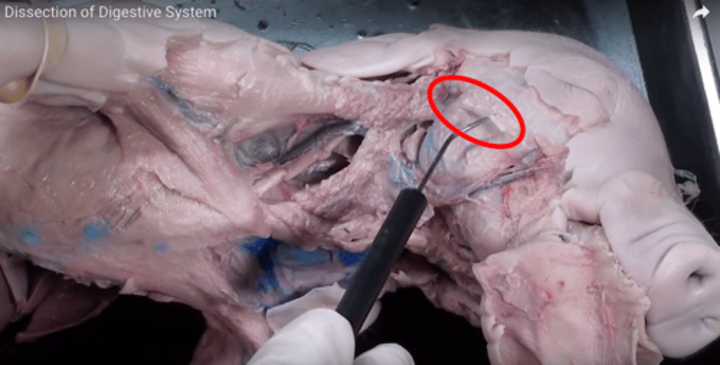 knowt flashcard image