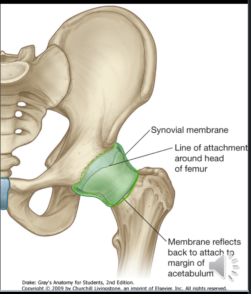 <ul><li><p>The synovial membrane of the hip attached to the articular surfaces of the femur and acetabulum. </p></li></ul><ul><li><p>It covers the neck of the femur</p></li></ul><p></p>