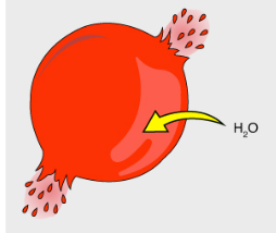 <p>Is there more or less solute in the substance surrounding the cell?</p>