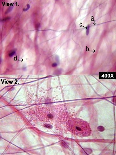 <p>http://nhscience.lonestar.edu/biol/tissue.html</p>