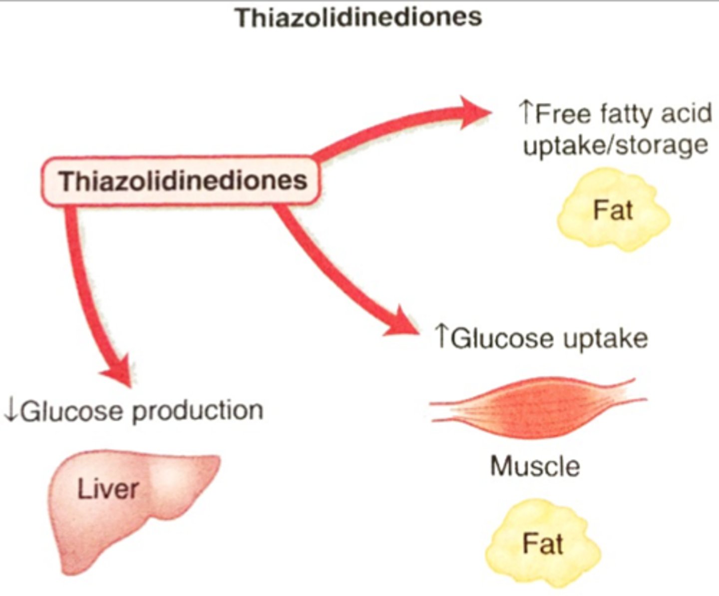 <p>pioglitazone (Actos), rosiglitazone (Avandia)</p><p>MOA: act as PPAR-gamma agonists</p><p>- basically, allow more glucose to get into the tissues</p><p>- also reduce free fatty acid blood levels</p><p>ADE: </p><p>- [black box]: congestive heart failure (pioglitazone)</p><p>- fluid retention/ weight gain</p><p>- onset of action is slow (requires changes in gene transcription, which can take a few months)</p>