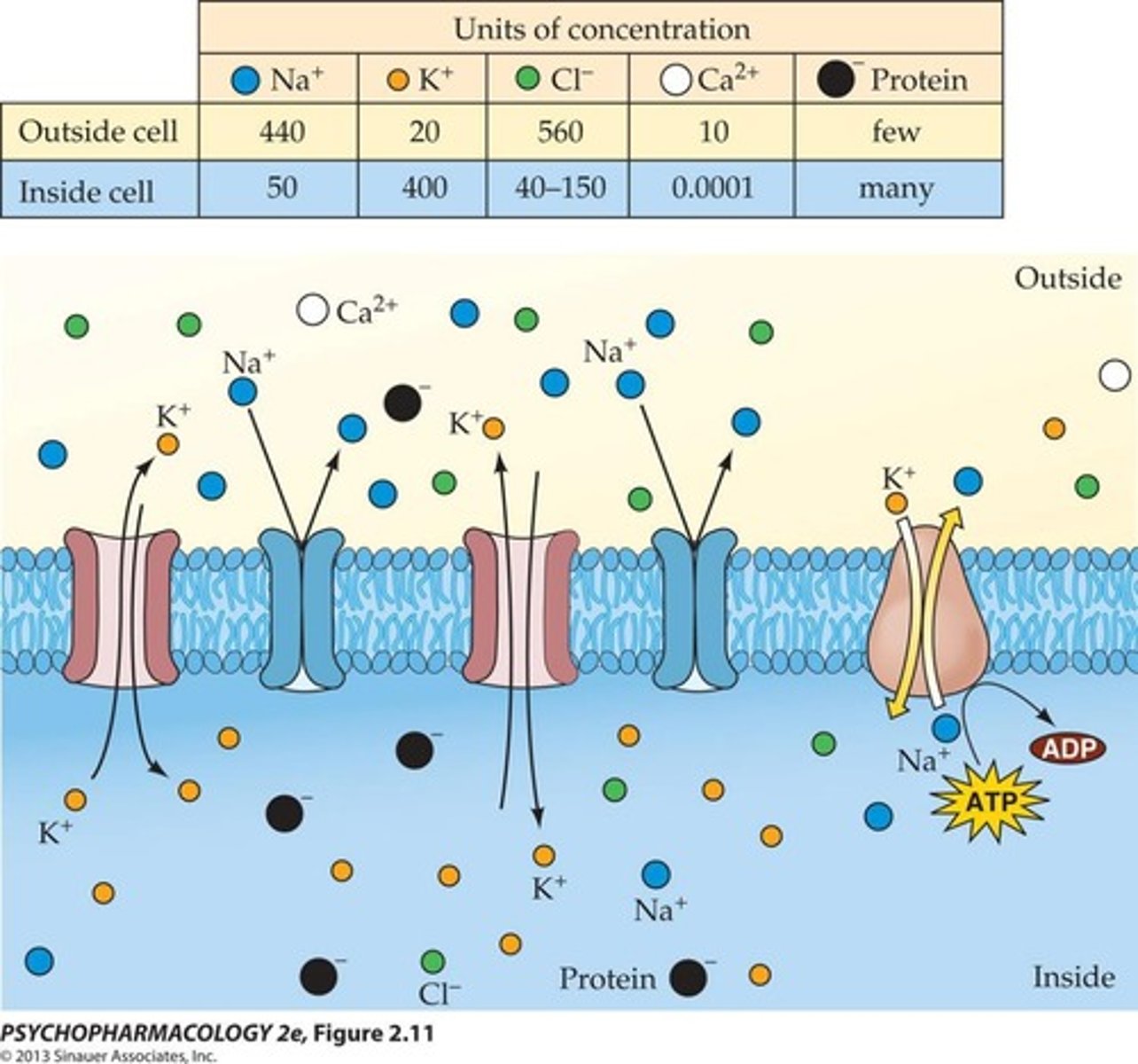 <p>The distribution of ions such as Na+, K+, Ca++, and Cl- that create the resting membrane potential.</p>