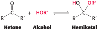 <p>Most monosaccharides exist as interchanging cyclic forms</p>