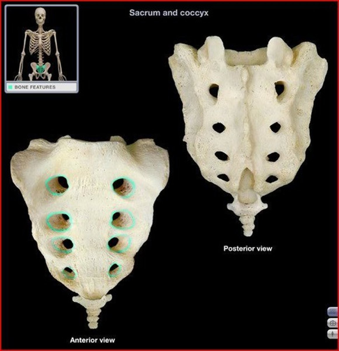 <p>name this part of the sacrum</p>