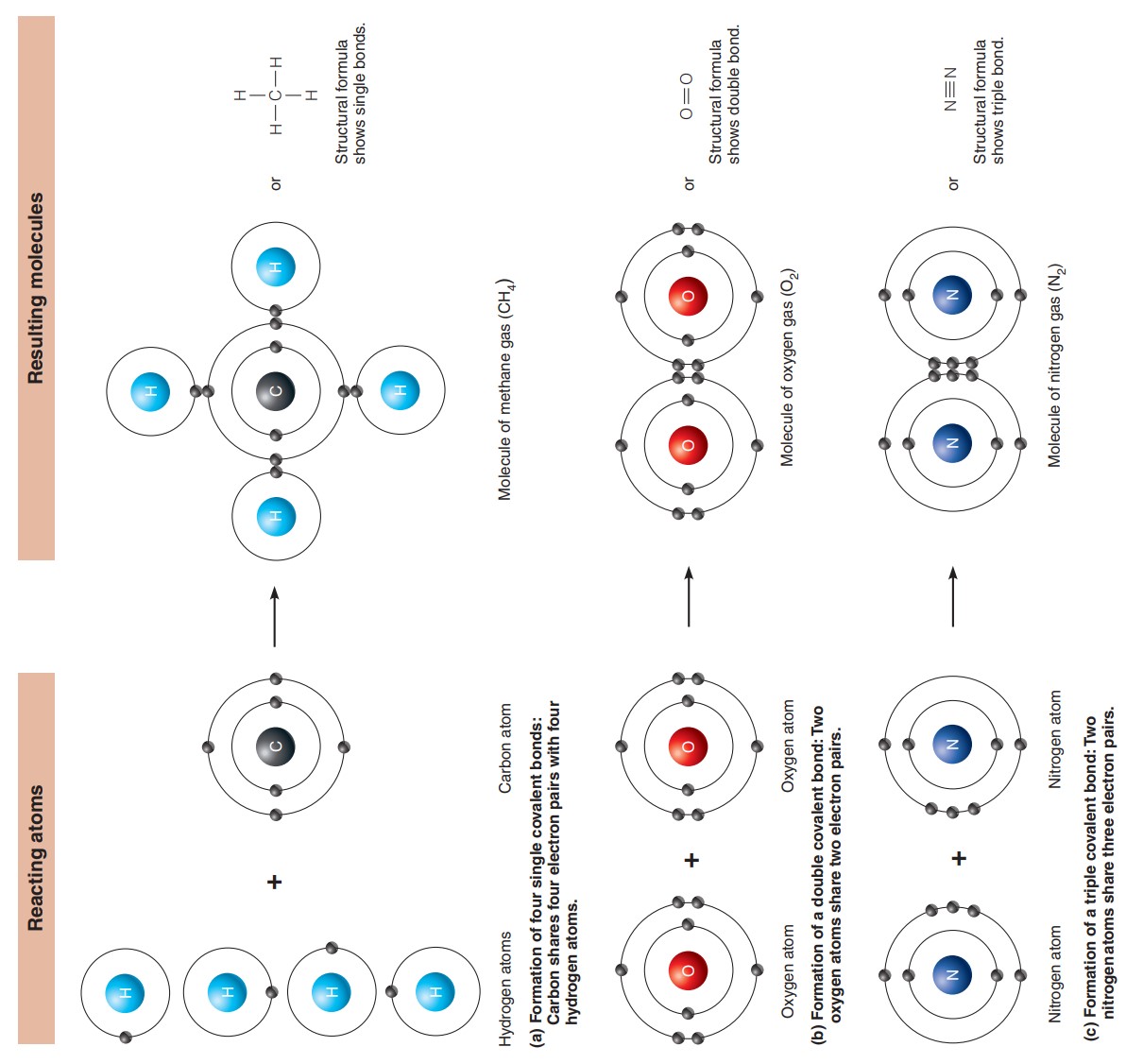 Formation of covalent bonds. | © Marieb & Hoehn's Human Anatomy & Physiology 