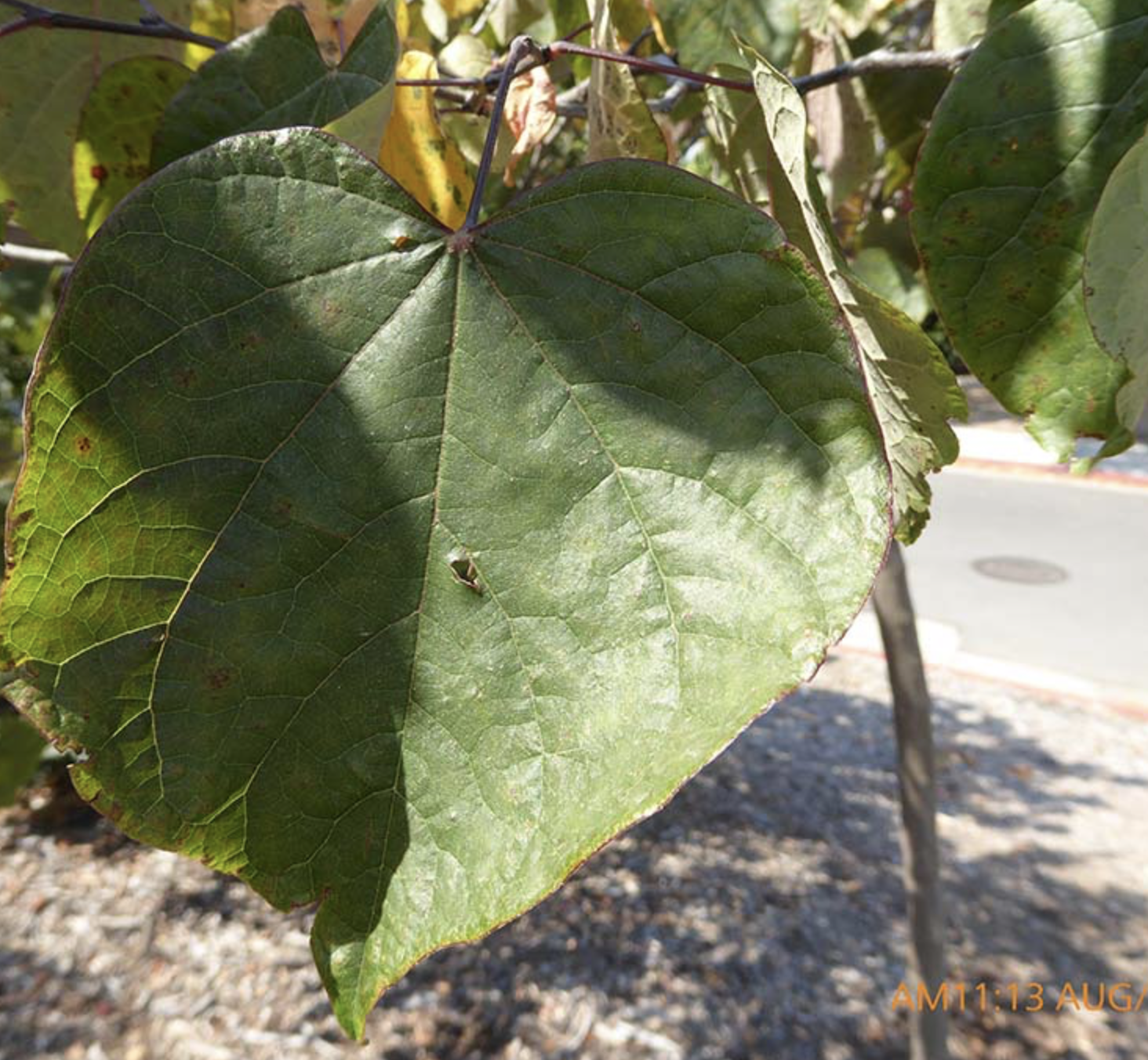 <p><em>Cercis canadensis</em><span> </span></p>