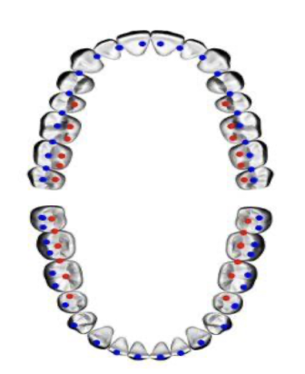 <p><span style="background-color: transparent;">When the upper and bottom teeth hits where its supposed to hit</span></p>