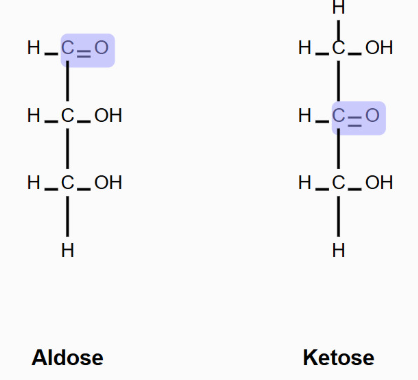 <ul><li><p><strong>Aldose</strong> (carbonyl group at the end of the carbon chain) </p></li><li><p><strong>Ketose </strong>(carbonyl group in the middle of the carbon chain)</p></li></ul><p></p>