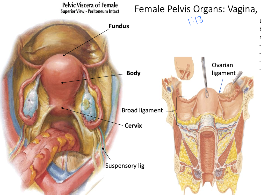 <p>Both are forms of the broad ligament</p><p>OL: Remnant of gubernaculum; attaches ovary to uterus.</p><p>SP: Lymphatics, nerves, and ovarian vessels that supply the ovary.</p>