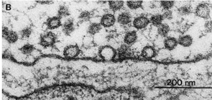 <p>what happens in response to an action potential arriving at the terminal?</p>
