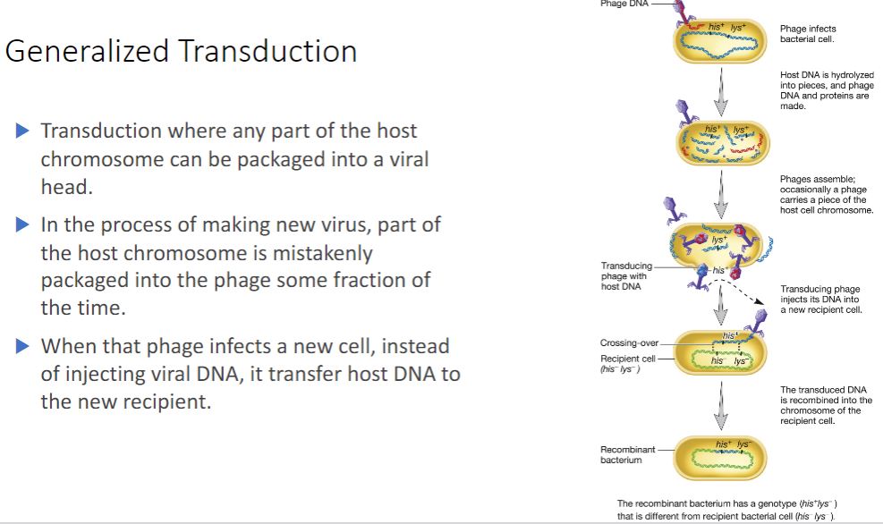 <p>-Generalized transduction most often occurs during the lytic cycle of virulent phages but sometimes happens during the lytic cycle of temperate phages. Any part of the bacterial genome can be transferred after being partially degraded as the virus takes control of its host (figure 12.26). During the assembly stage, viral genomes are packaged by the &quot;headful mechanism&quot;; that is, only genomes of a certain length are packaged. During generalized transduction, a fragment of the host genome that happens to be about the same size as the phage genome is mistakenly packaged. Such a phage is called a generalized transducing particle, because once it is released, it may encounter a susceptible host cell and eject the bacterial DNA it carries into that cell. However, because it lacks viral genes this does not initiate a lytic cycle. As in transformation, once the DNA fragment has been released into the recipient cell, it must be incorporated into the recipient cell&apos;s chromosome to preserve the transferred genes. The DNA remains double stranded during transfer, and both strands are integrated into the recipient&apos;s chromosome. About 70 to 90% of the transferred DNA is not integrated but often is able to remain intact temporarily and be expressed. Abortive transductants are bacteria that contain this nonintegrated, transduced DNA and are partial diploids.</p>