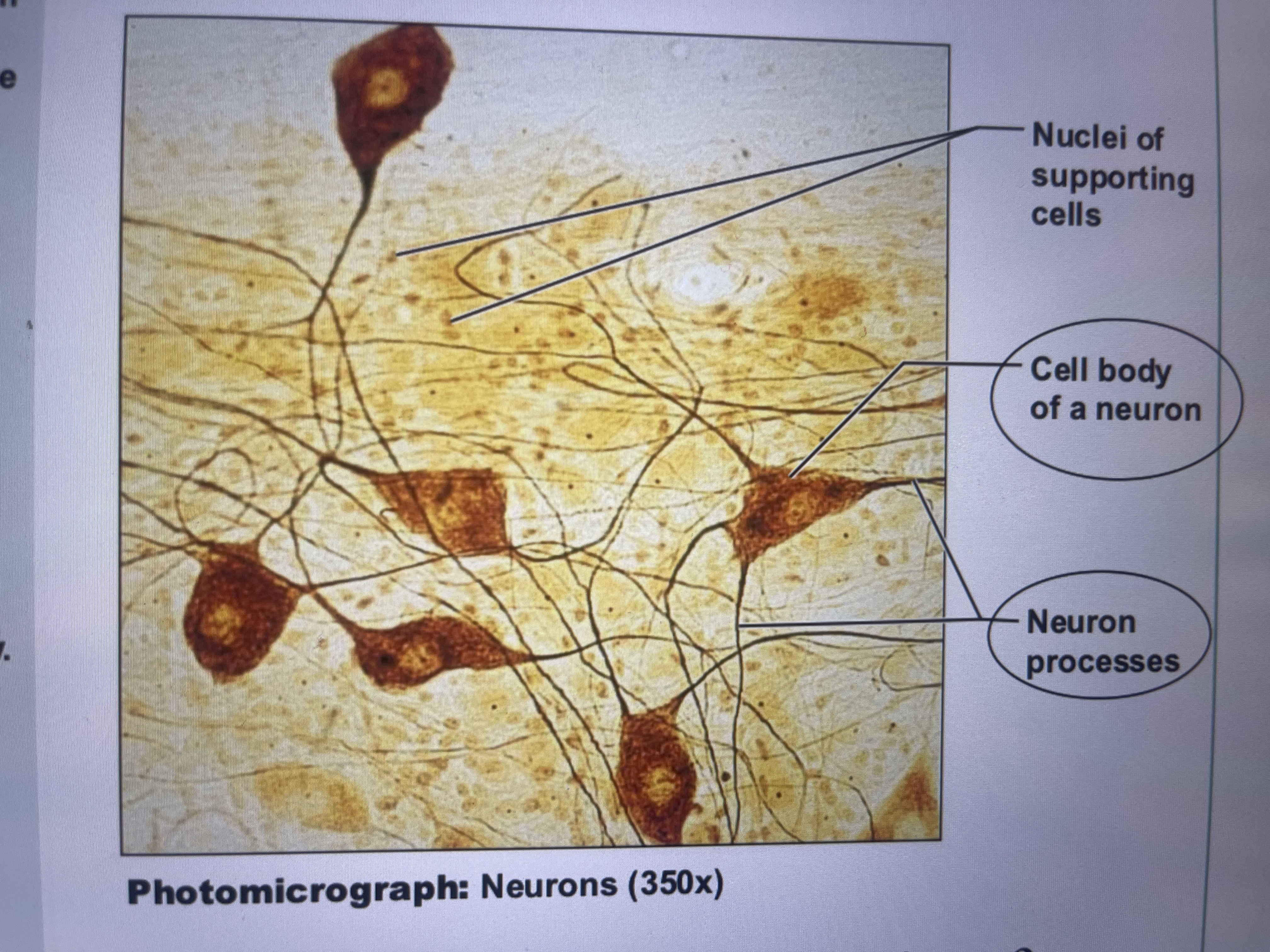 <ul><li><p>main component of nervous system</p></li><li><p>transmit electrical signals from sensory receptora and to effectors which control activity </p></li><li><p>made up of neurons which are nerve cells that generate and conduct nerve impulses </p></li><li><p>supporting cells that support and protect neurons </p></li></ul>