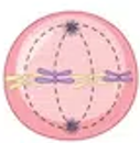 <ul><li><p>Chromosomes line up in the middle of cell</p></li><li><p>Spindle fibres attach to the centromeres</p></li></ul><p></p>