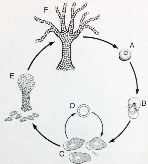 <p>aggregate behavior, moist soil, organic debris, dung, eats bacteria, yeasts, and decaying vegetation</p>