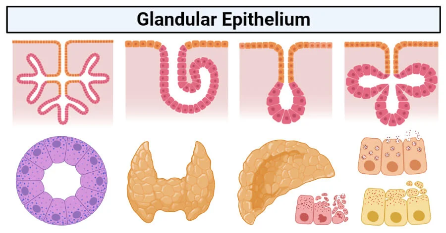 <p>Epithelia specialized for secretion, including endocrine and exocrine glands.</p>