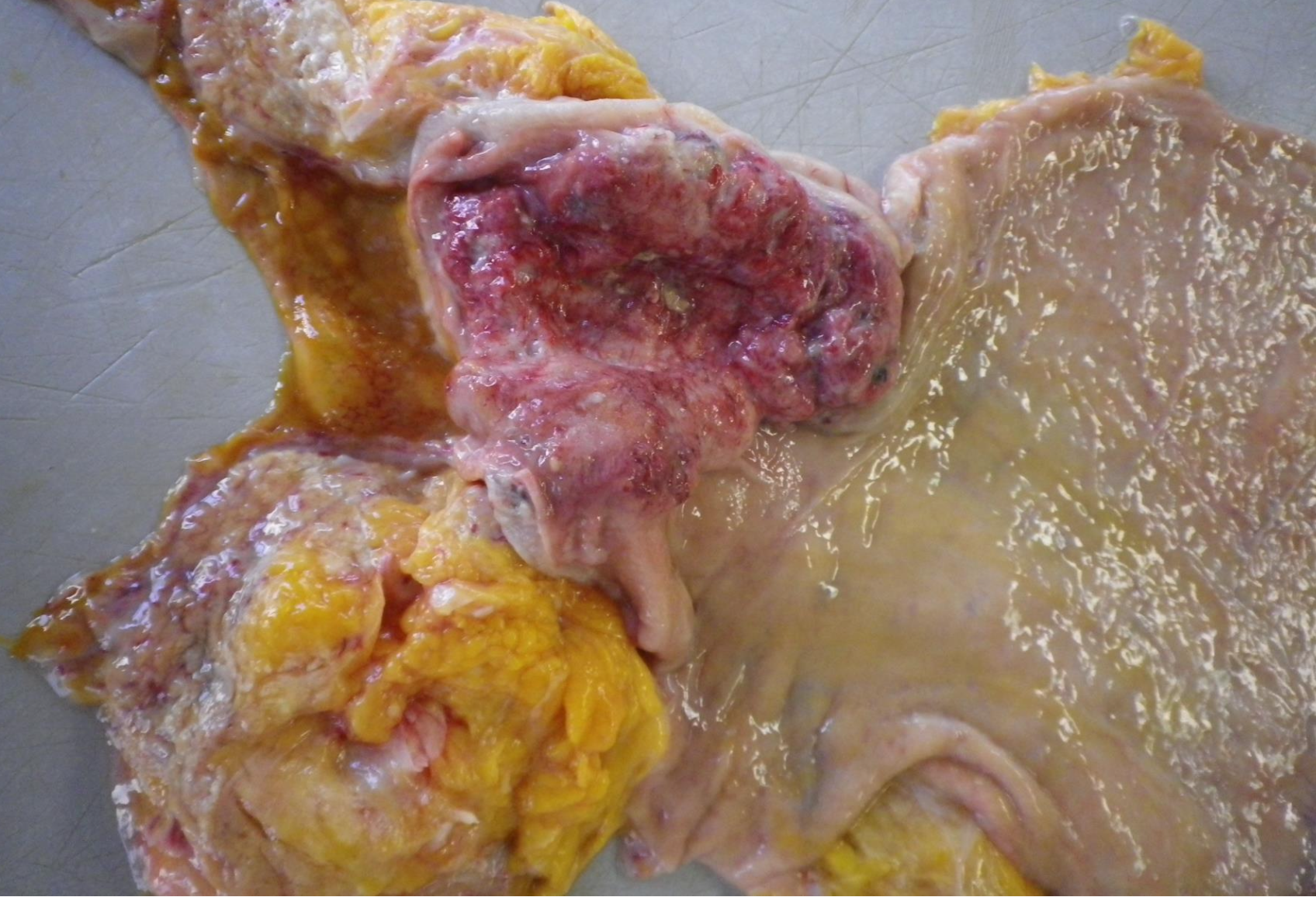 <p>What organ is this?</p>
