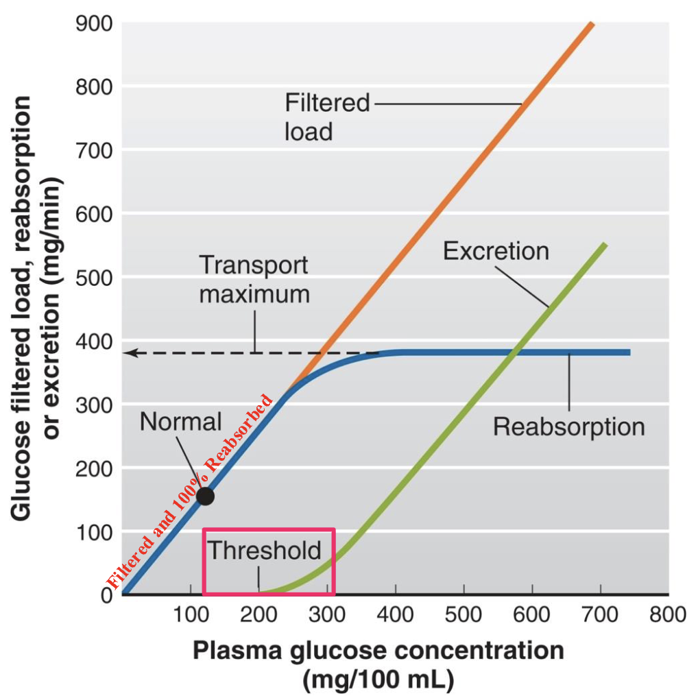 <p>example: glucose</p><ul><li><p><span style="background-color: transparent;"><span>glucose is freely filtered, and in health, is fully reabsorbed in the proximal tubule - the plasma glucose of a healthy person almost never becomes high enough to cause glucose excretion in the urine</span></span></p></li></ul><ul><li><p><span style="background-color: transparent;"><span>however, in uncontrolled diabetes mellitus, plasma glucose concentration may rise high enough to cause the filtered load of glucose to exceed the transport max, resulting in urinary glucose excretion</span></span></p></li></ul><p></p>