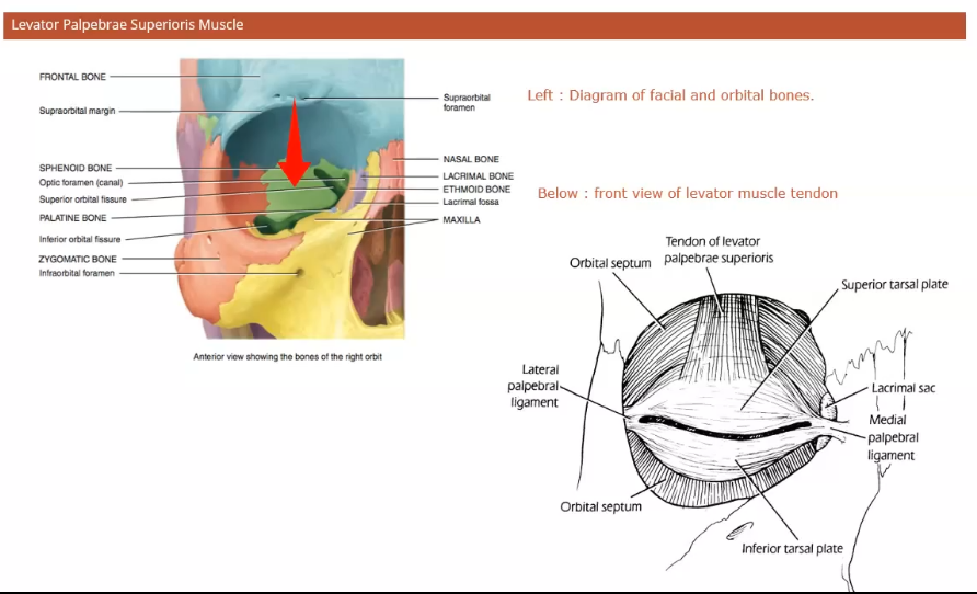 <p>the muscle goes up and over the eyeball and attaches to the skull </p><p>sphenoid bone is where it attaches ot </p><p>tarsal muscle attaches to levator muscle </p><p>evator attaches to tarsal plate </p>