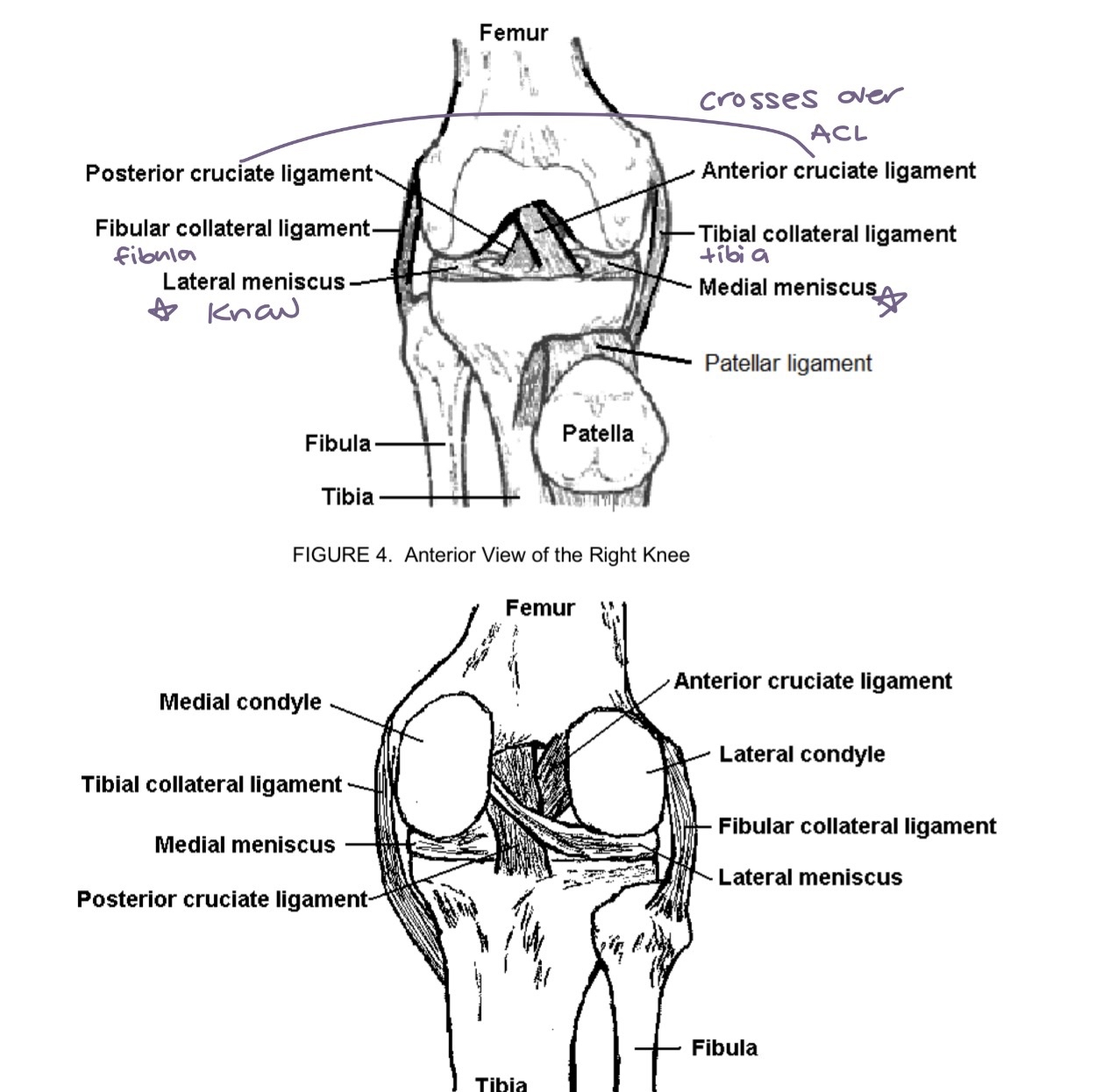 <p>knee diagram</p>