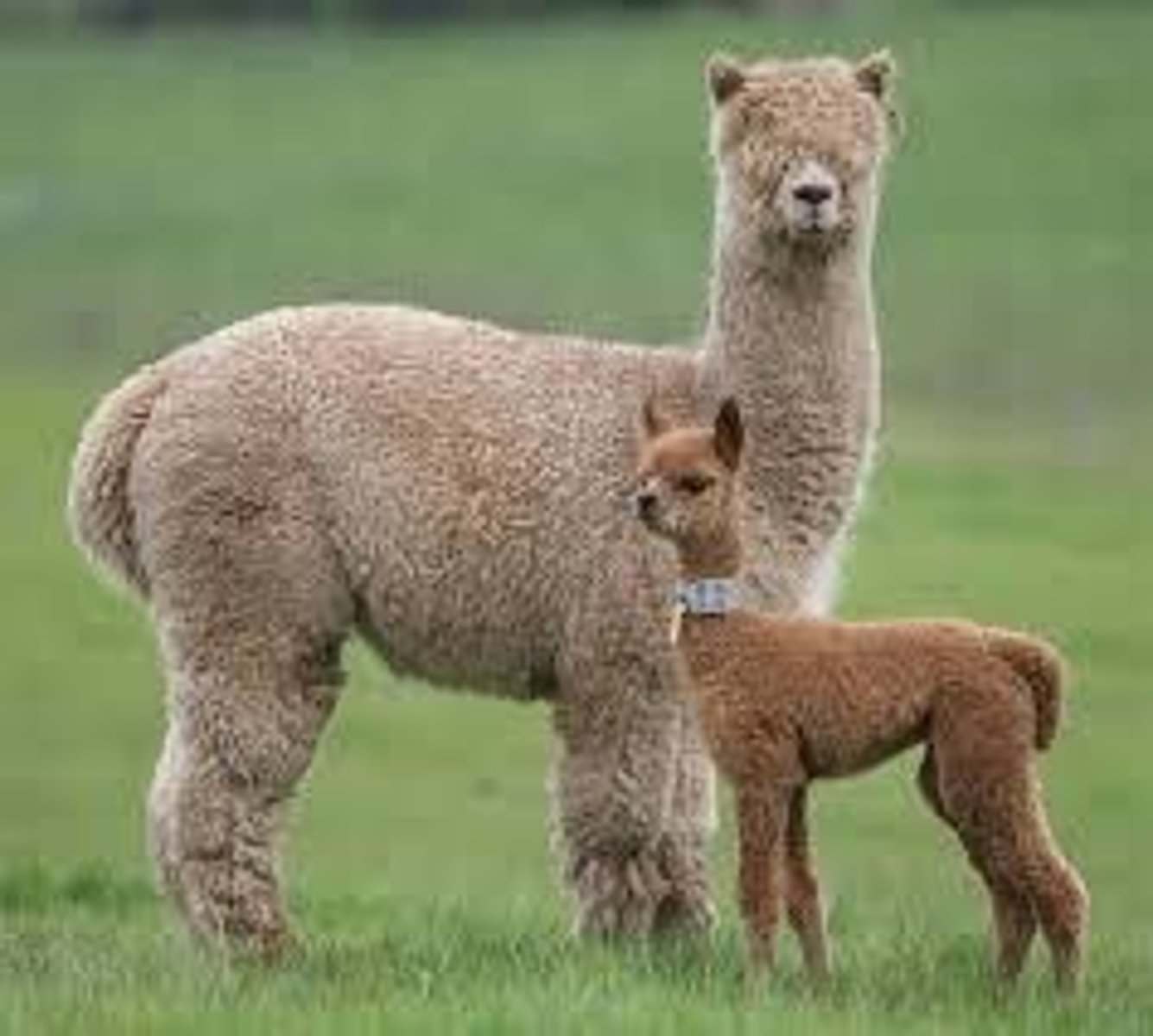 <p>First milk from mothers, crucial for newborn health.</p>
