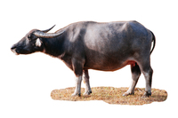 <p>Water buffalo </p>